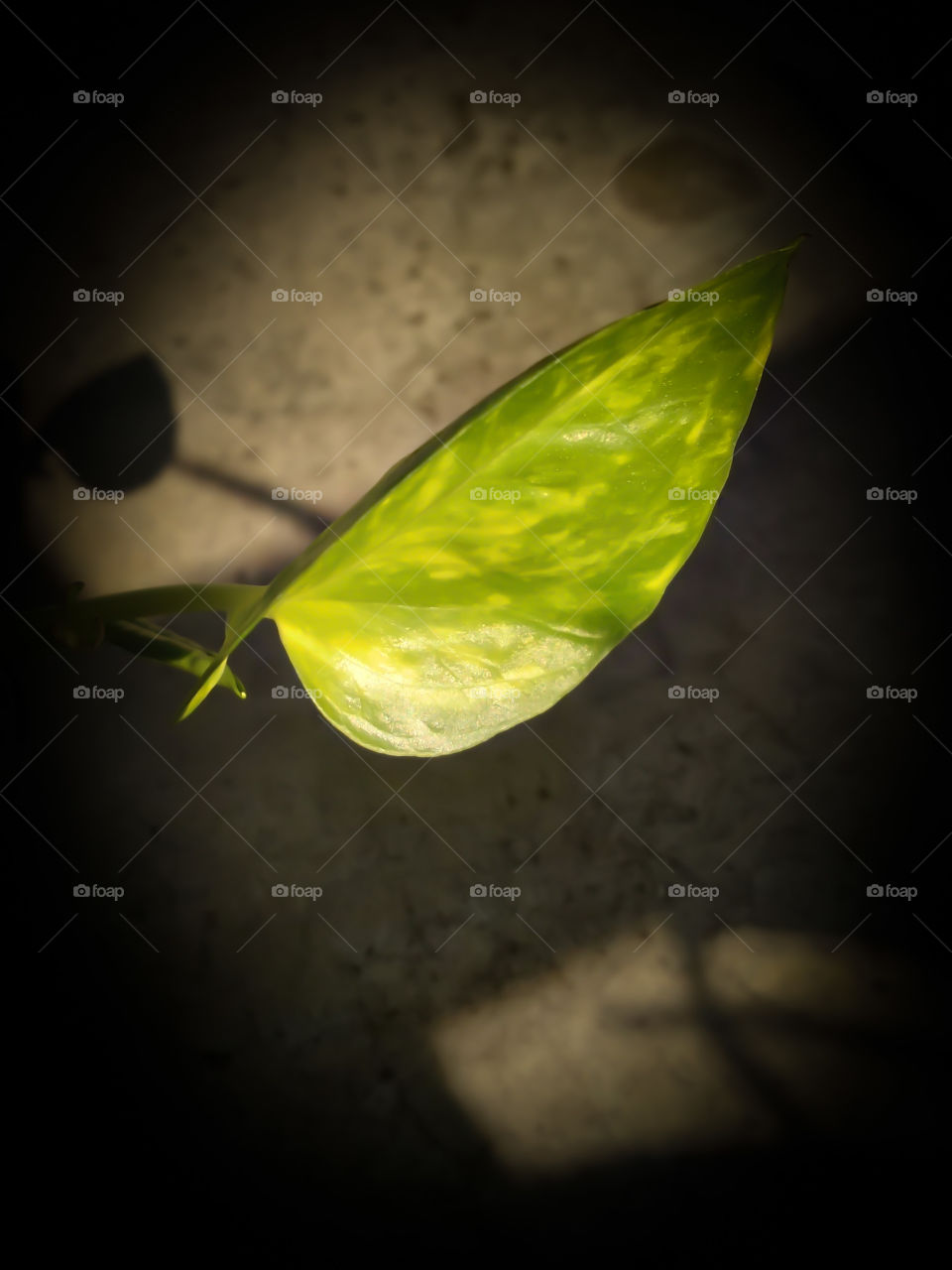Title- A single ray of hope
Description- Green leaf,money plant leaf,light,shadow