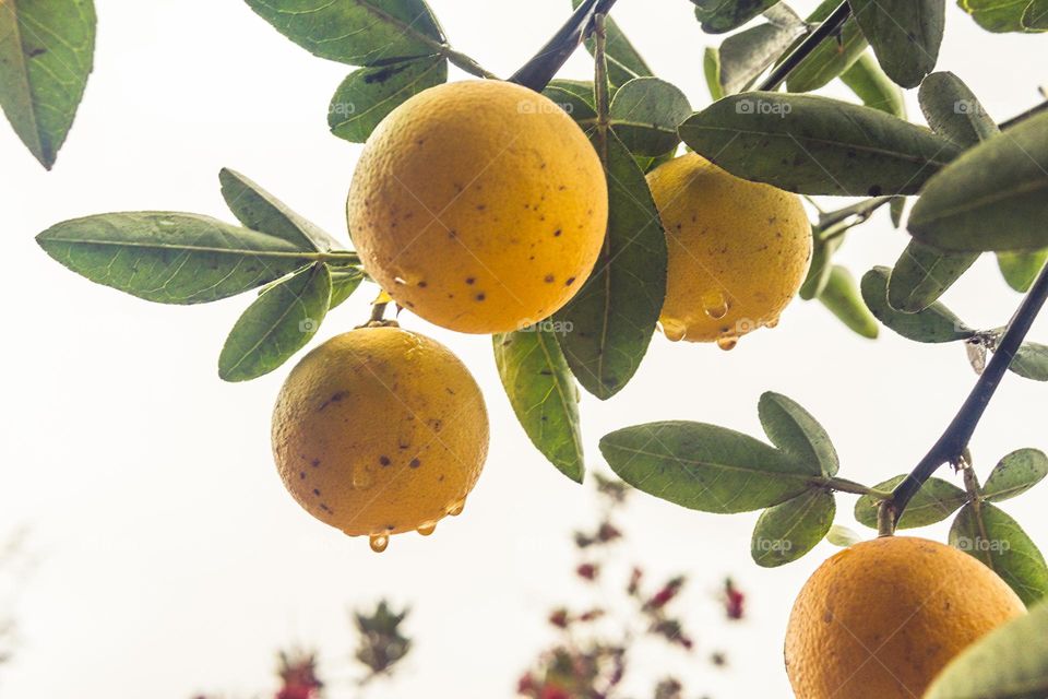 lemon tree after rain