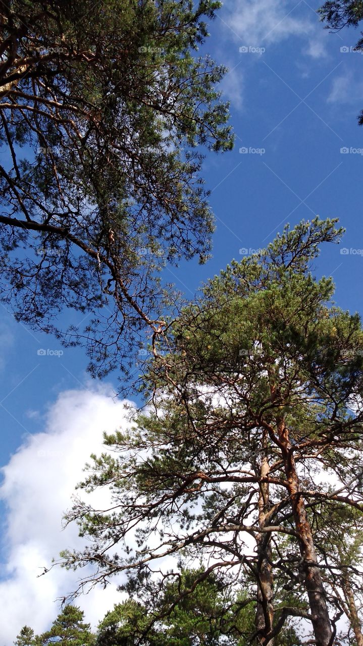 прогулка по сосновому бору