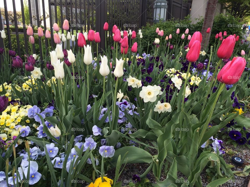 Tulips in Temple Square
Salt Lake City, Utah