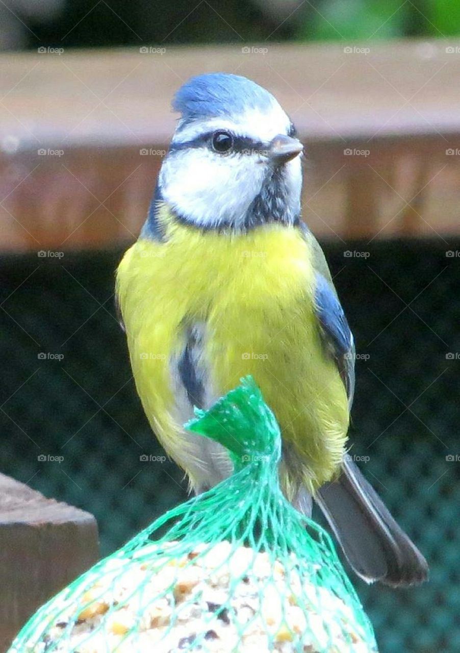 blue tit