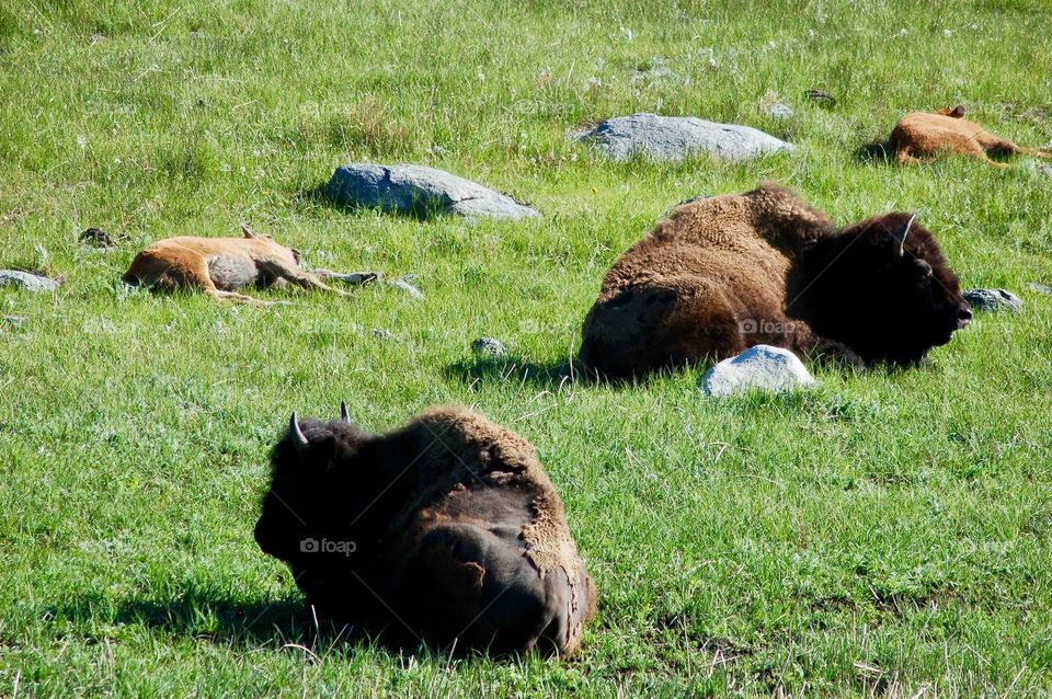 Napping Buffalo