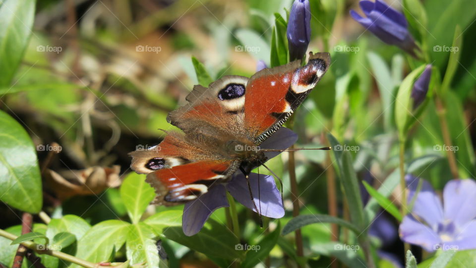 Peacock butterfly