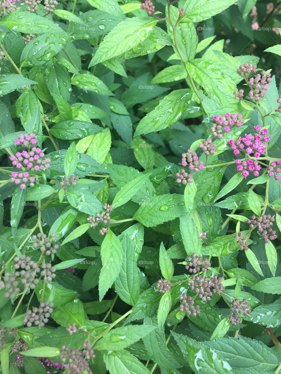 Rain drops on leaves