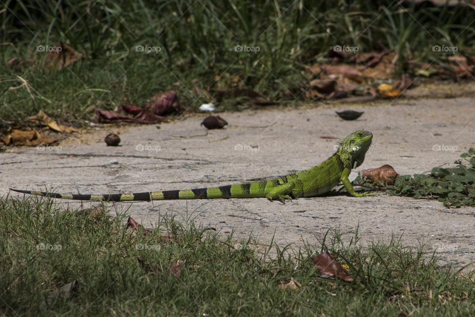 Green baby iguana