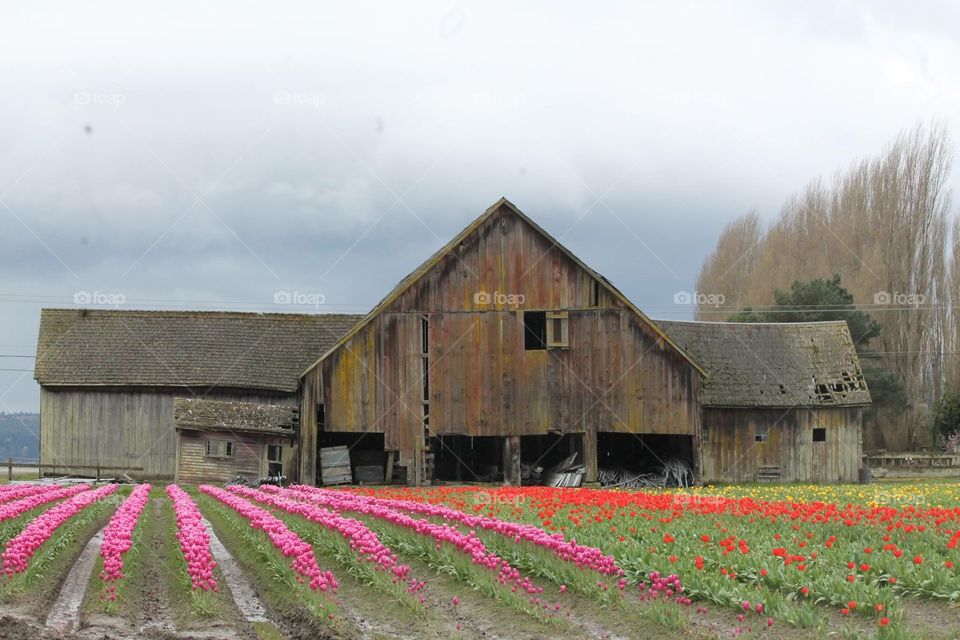 Barn and tulips. Barn and tulips