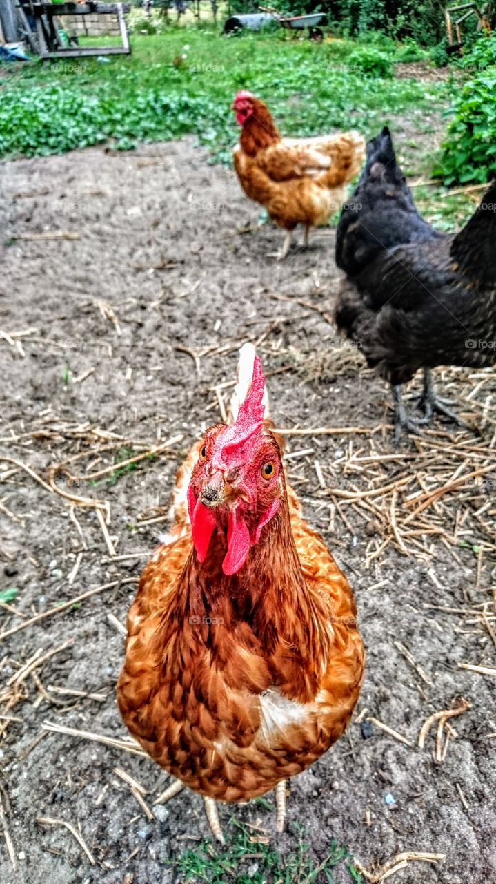 hen