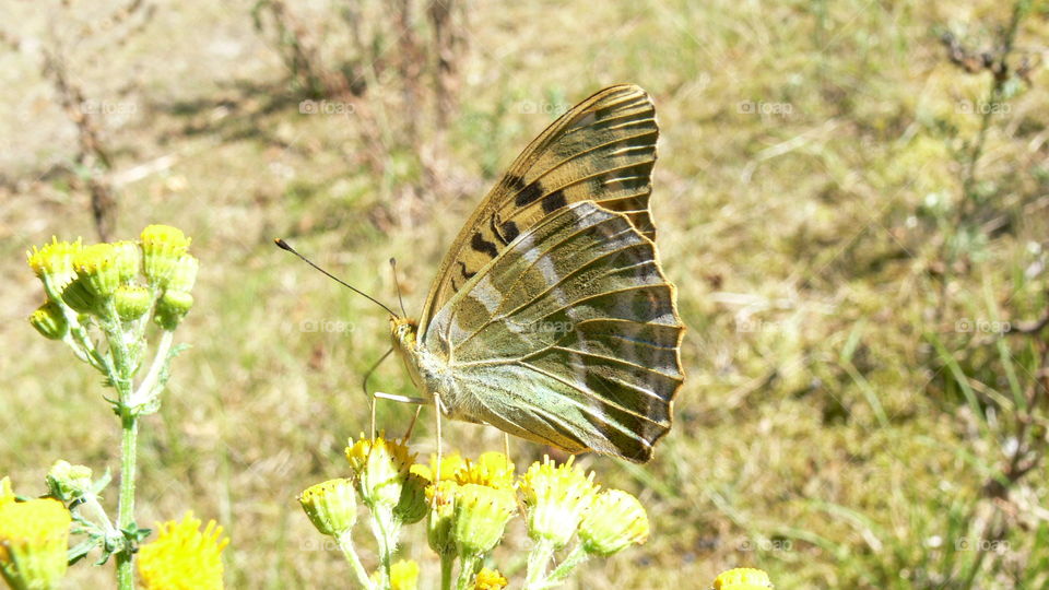 Schmetterling auf einer Blume