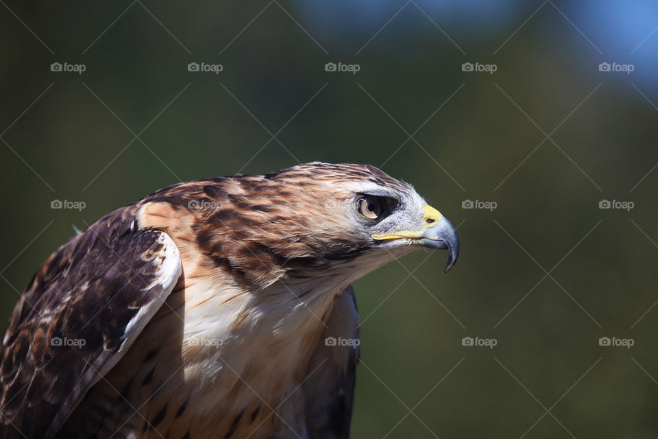 red trees forest flying by theamazingninja