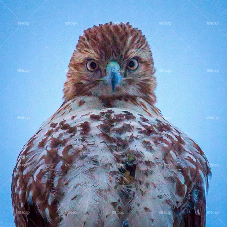 Hawk Eye