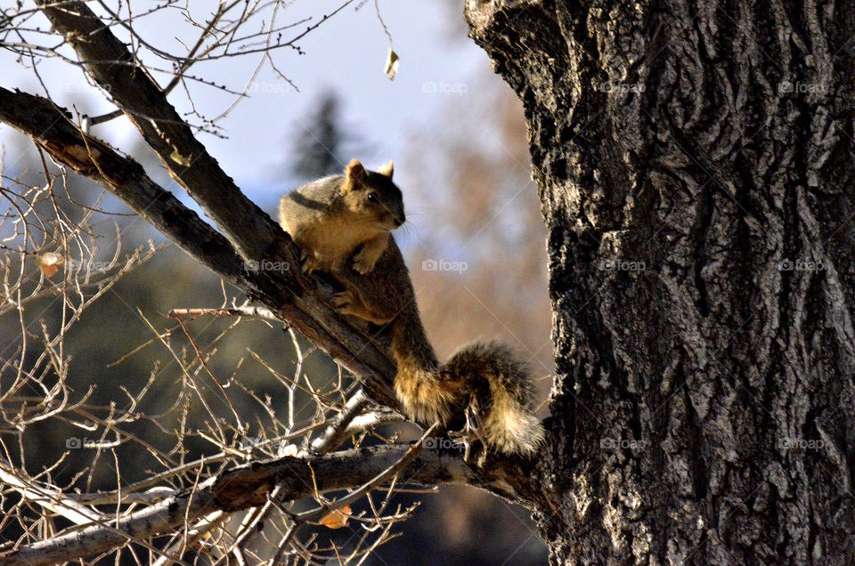 Squirrel in tree.