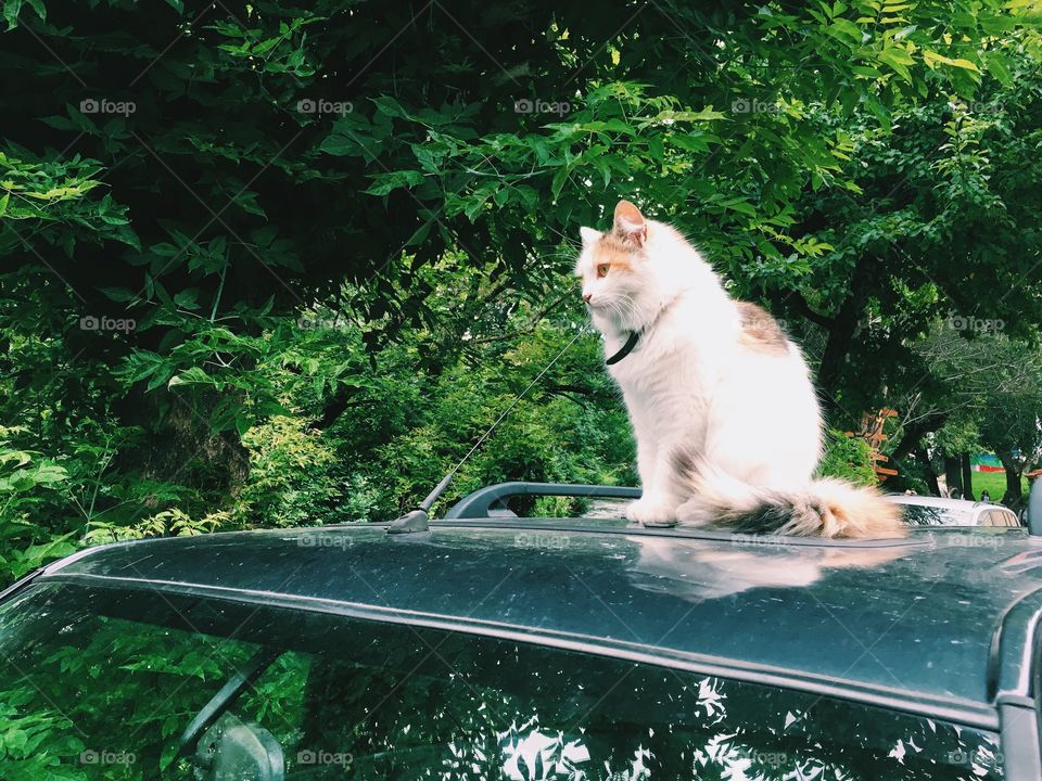 Cat at the car 