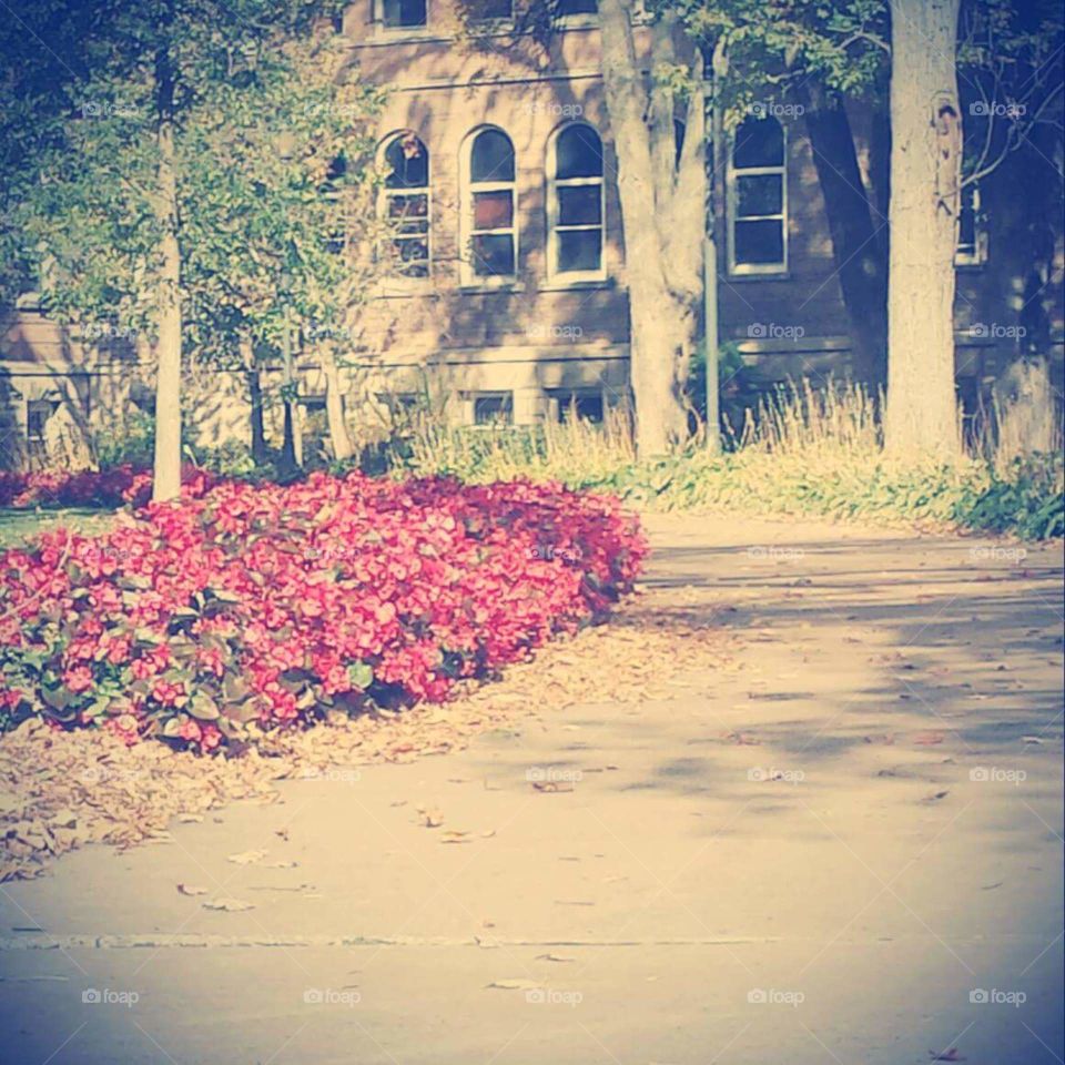 Autumn on Campus