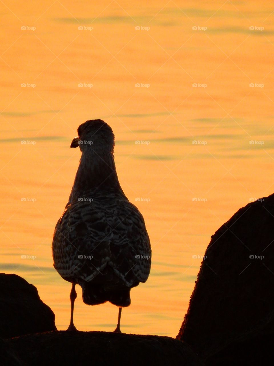 Bird Silhouette 