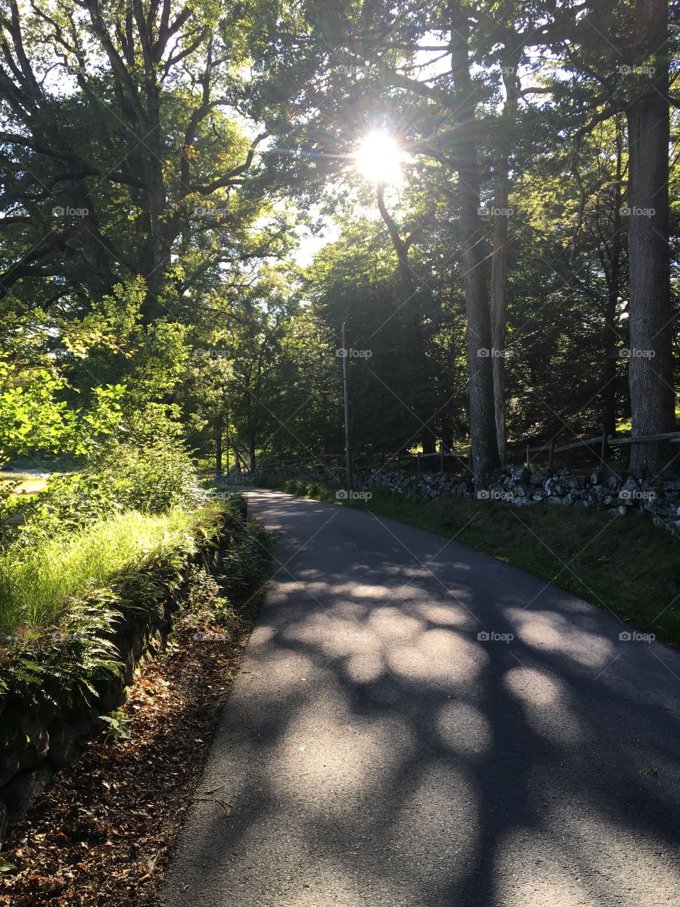 Road, Guidance, Tree, No Person, Garden