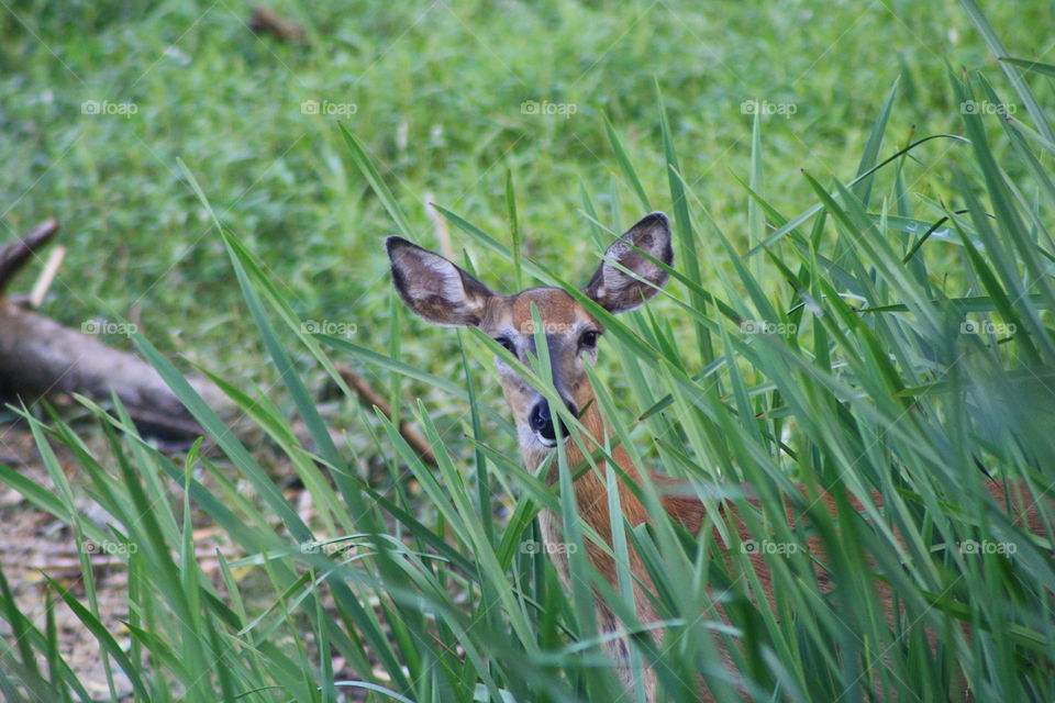 Deer in Nature