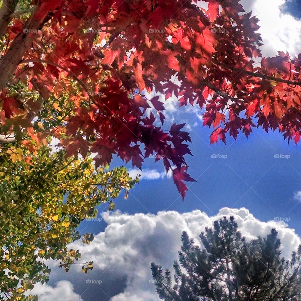 Brilliant fall colors glimmer from the overhead limbs of nearby trees under a blue sky, while fluffy white clouds float by.
