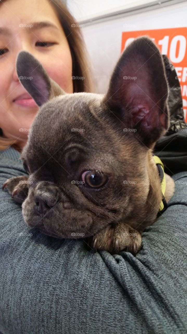 French bulldog