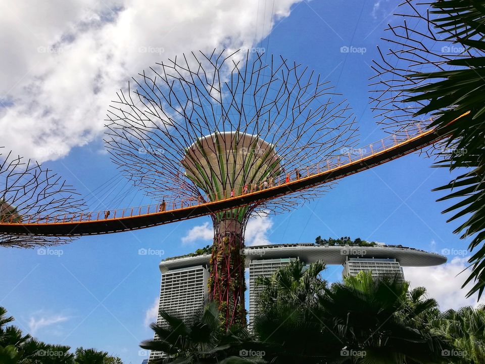 Trees of life in Singapore