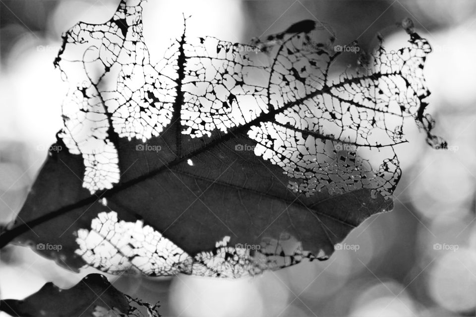 leaf dissolvi