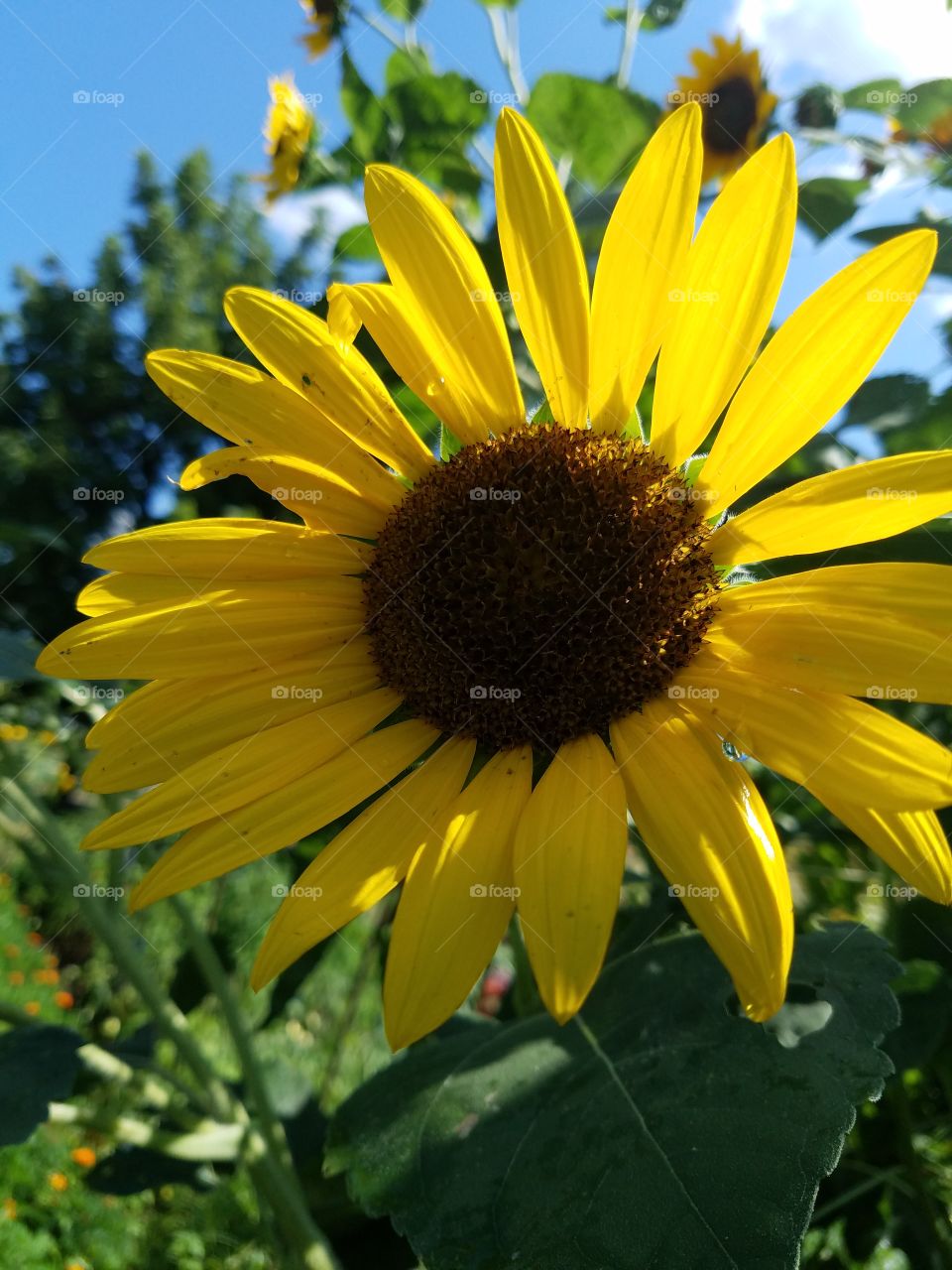sunflower just hanging out getting some sun.