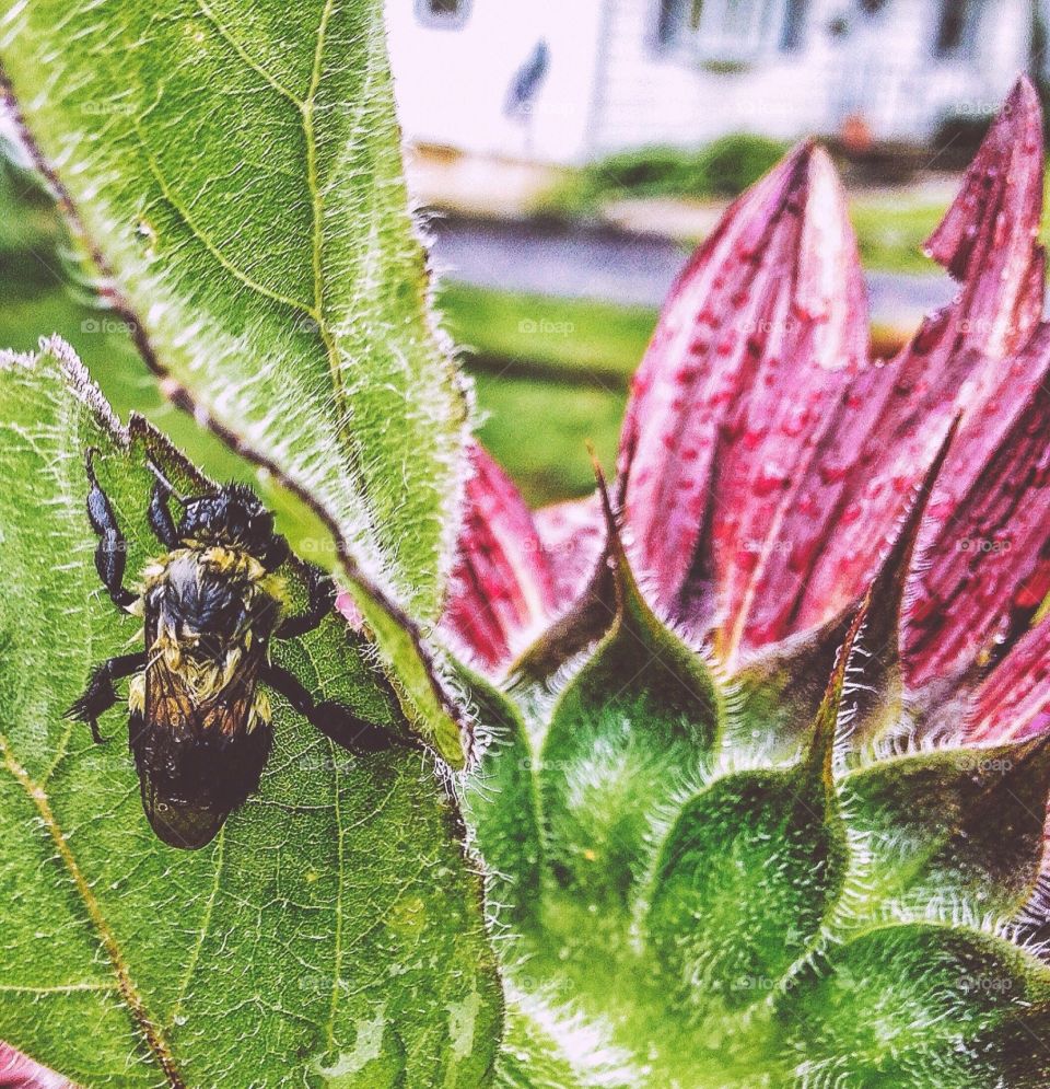 Bee taking shelter...