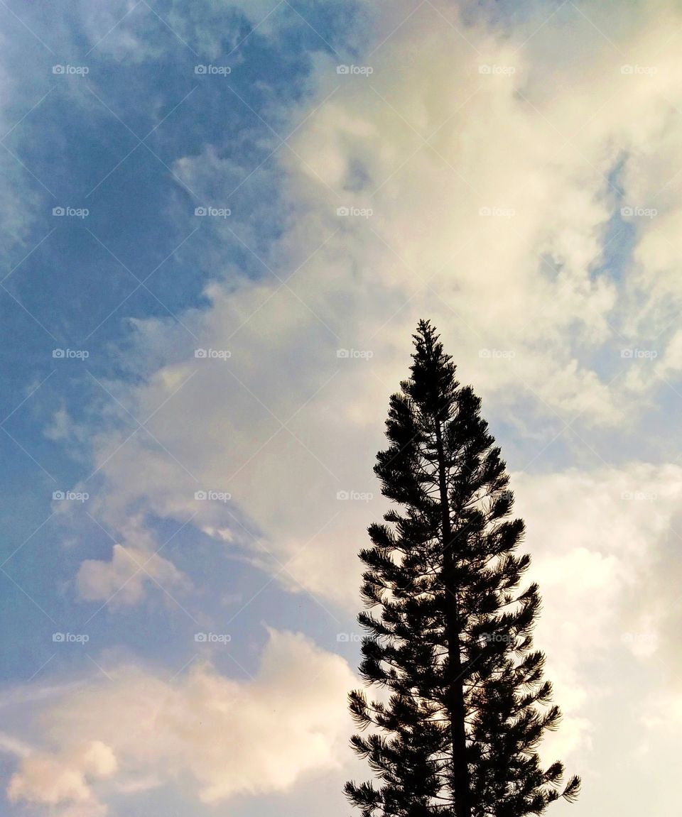 Funny cloud above the tree.