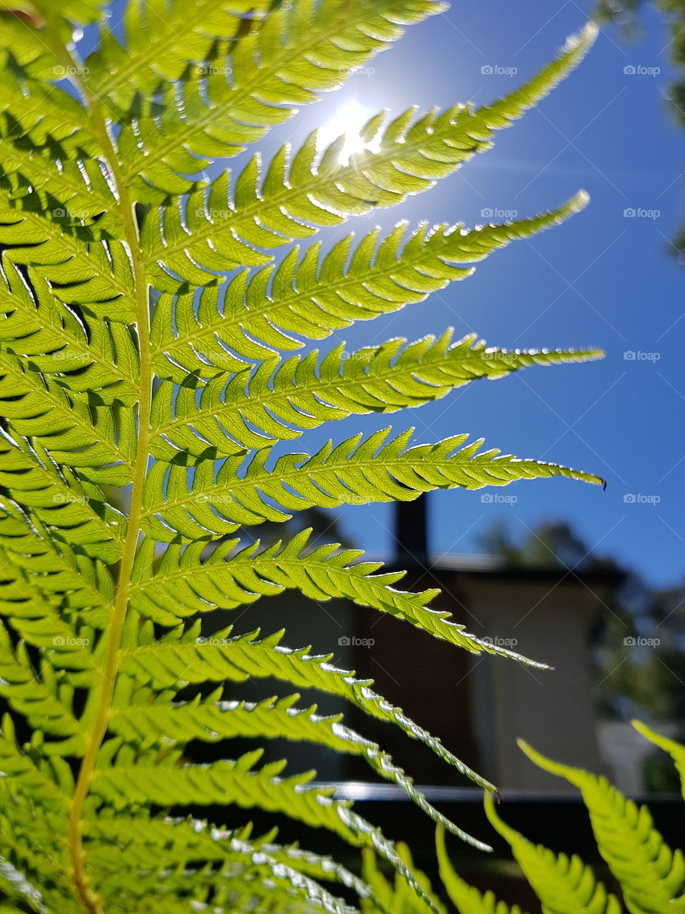 fern in sunlight