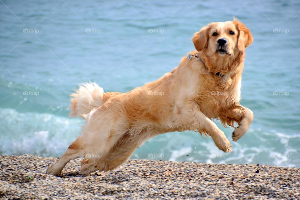 golden retrievers playing on the seaside