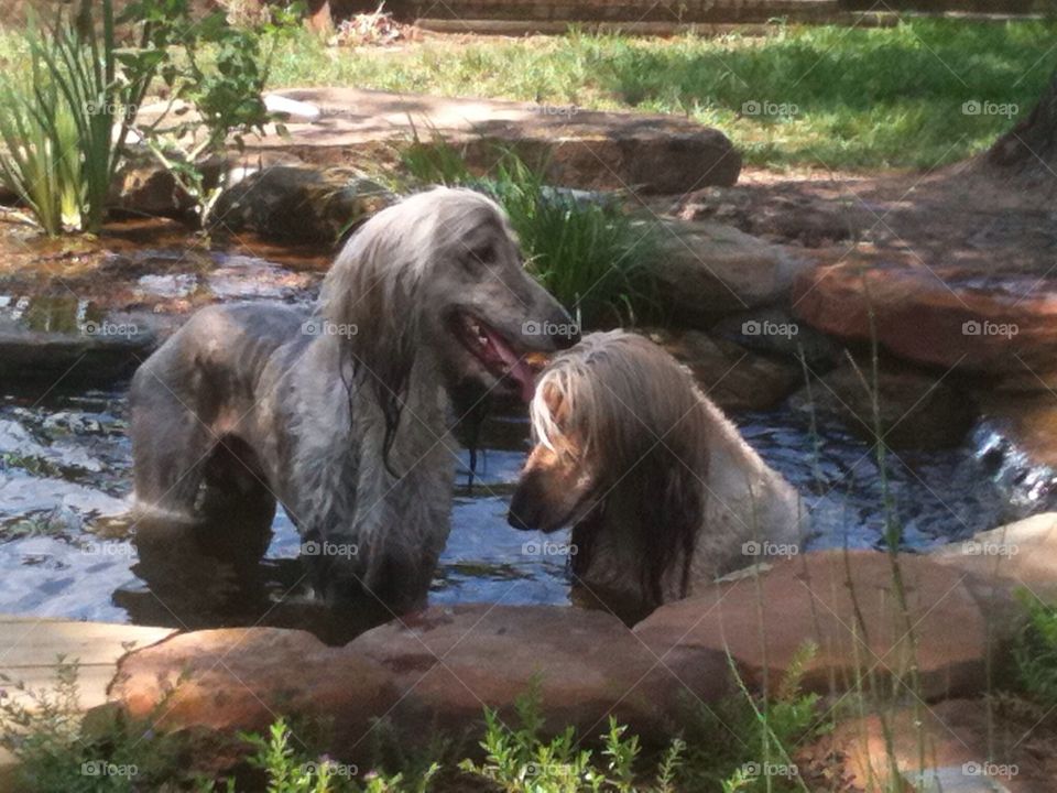 Two boys in koi pond