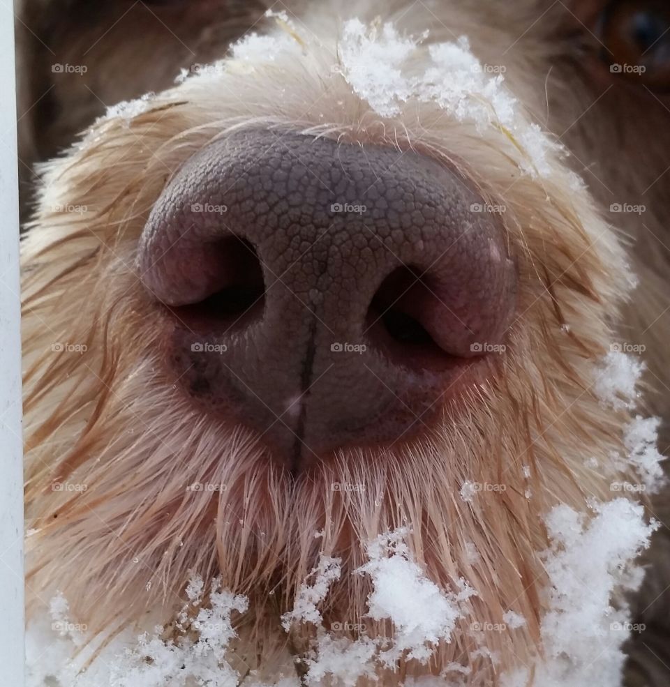 up close and personal. Snowy day, Riley was playing in snow and was looking at me through the spindles of the steps.