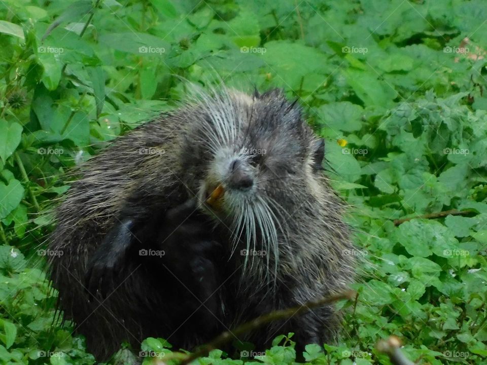 Muskrat 