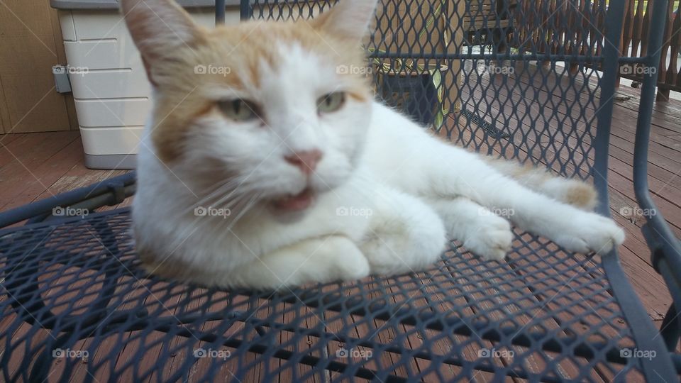 Orange and white cat.