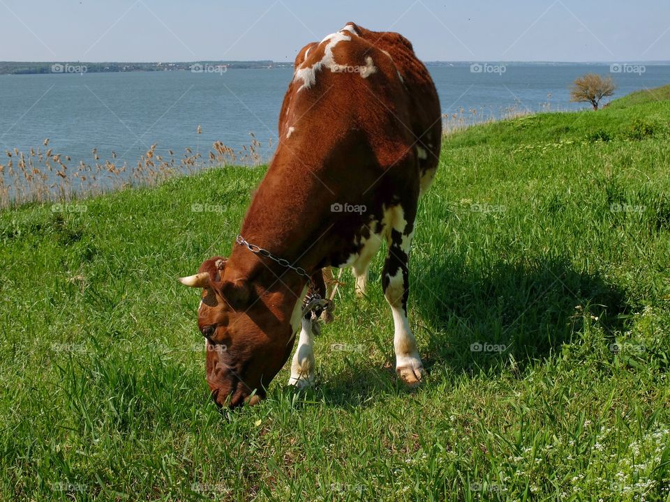 Cowbeauty. 