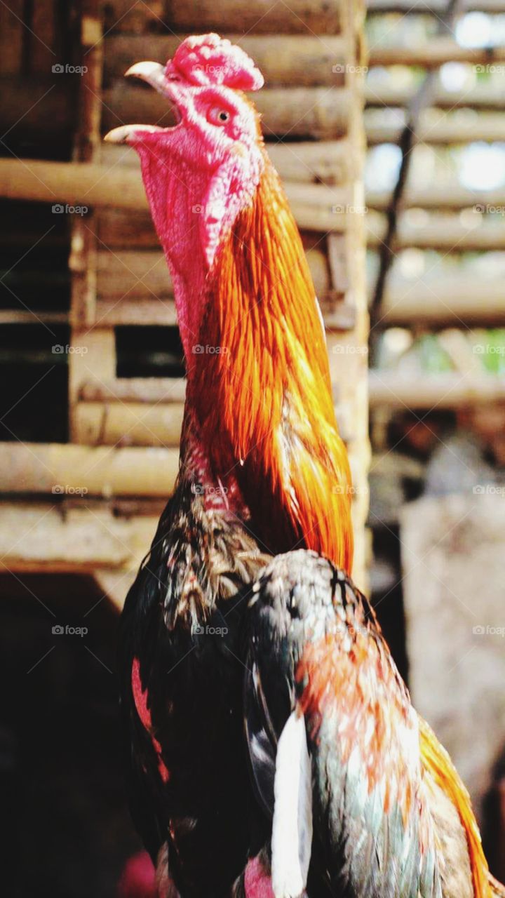 Rooster crows in the morning.