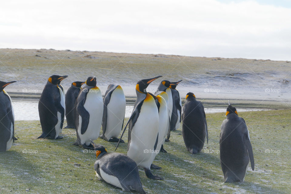 Falkland islands penguins