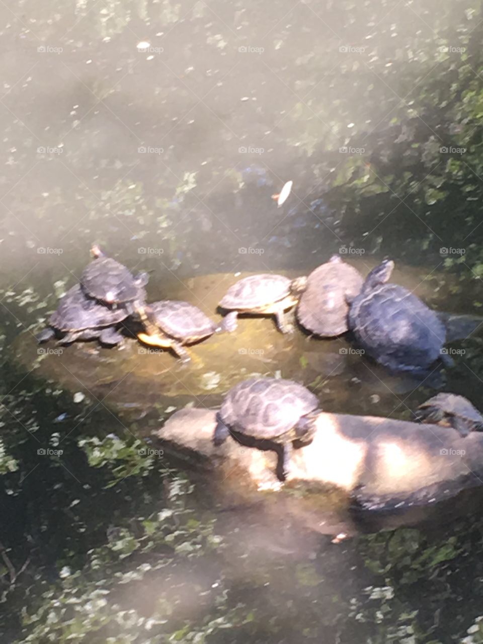 Turtles 