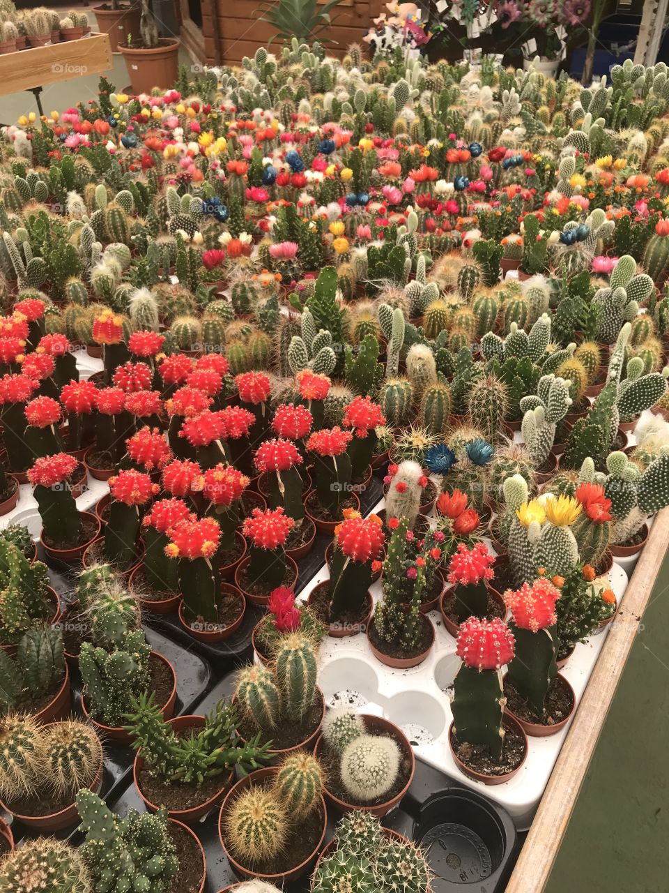 Many cactos