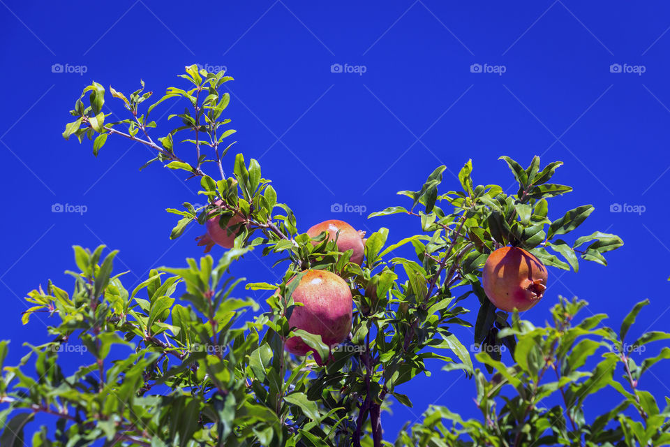 Pomegranate fruit  on the tree against blue sky