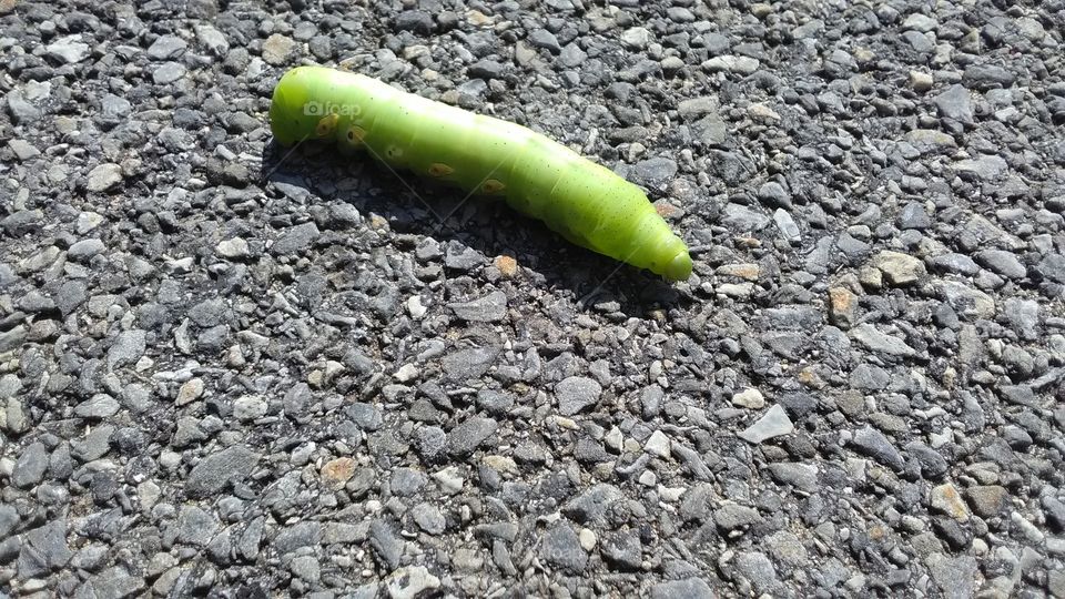 Large caterpillar on the pavement