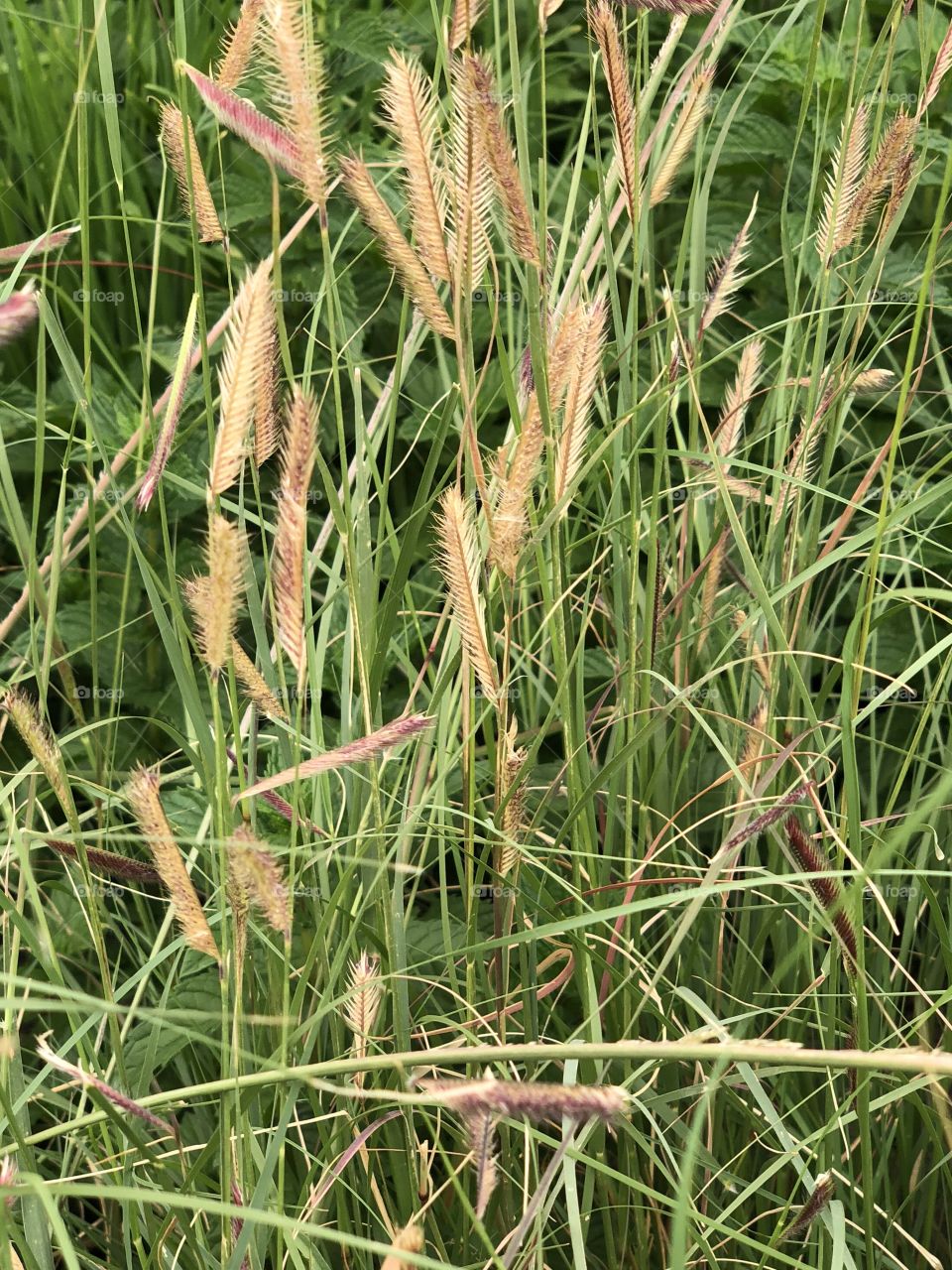 Change in grass for autumn