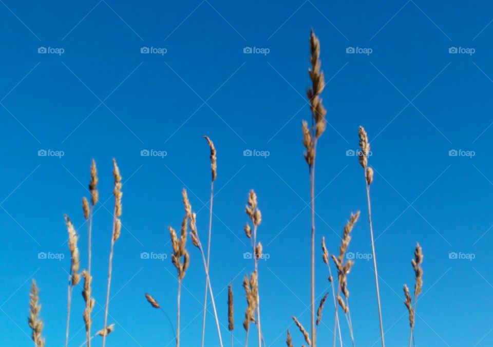 Low angle view of plant against blue sky