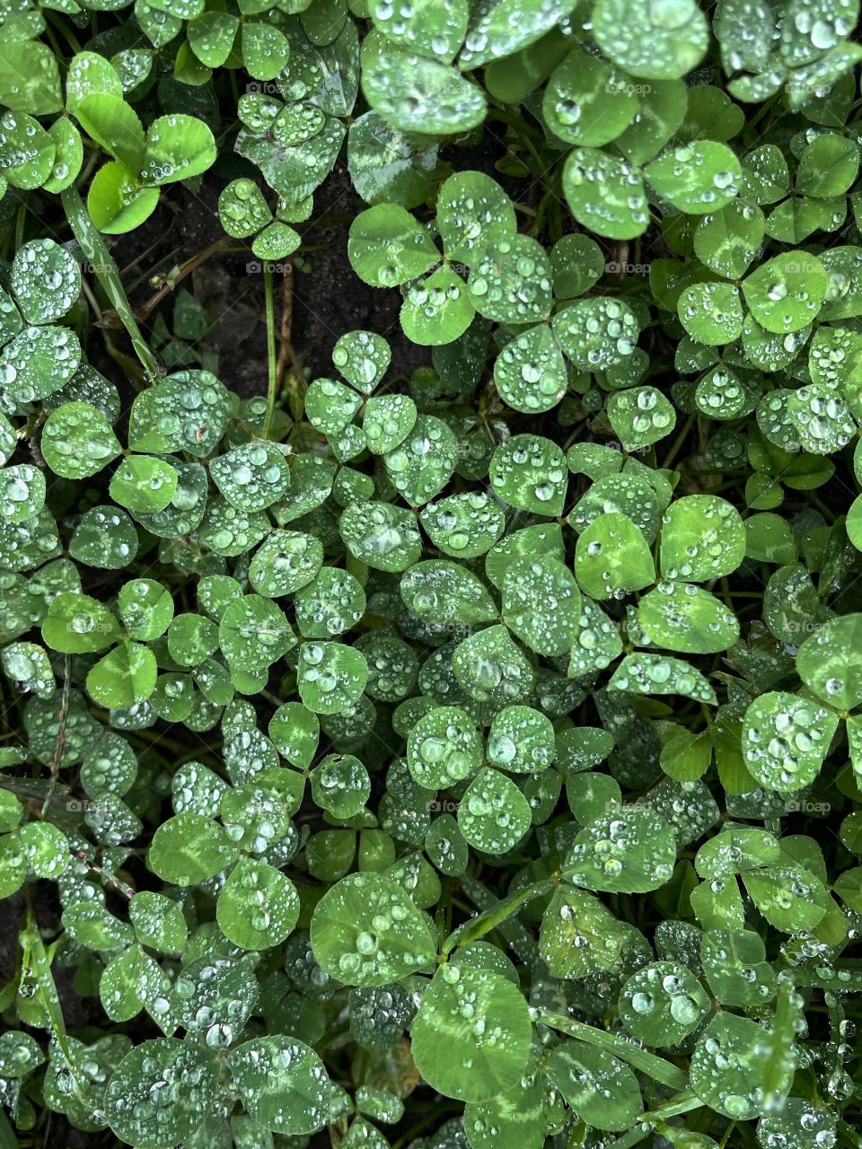 Clover Clover‘s Cloverpatch Water rain droplets water droplets raindrops water drops bubbles nature outdoors rainy plant green dewdrop Leaf petals