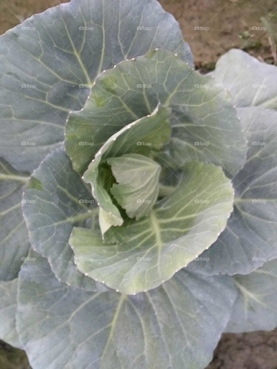 Cabbage farming