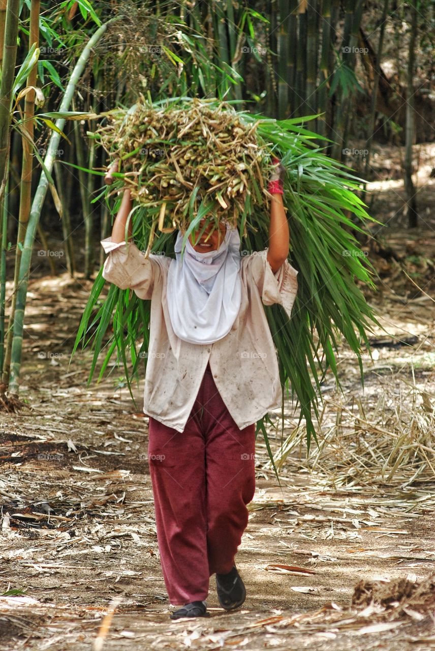 old woman are looking for food for cow