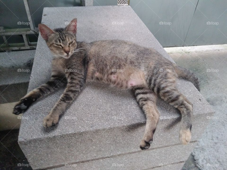 Relaxed, yet annoyed cat in Kuala Lumpur.
