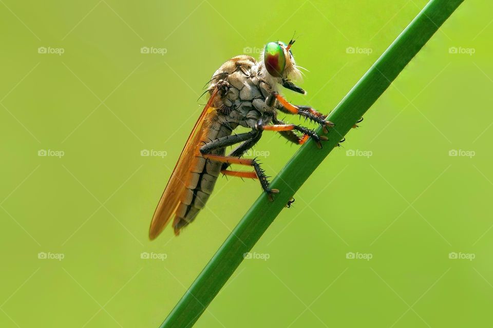 Rainbow Robberfly
