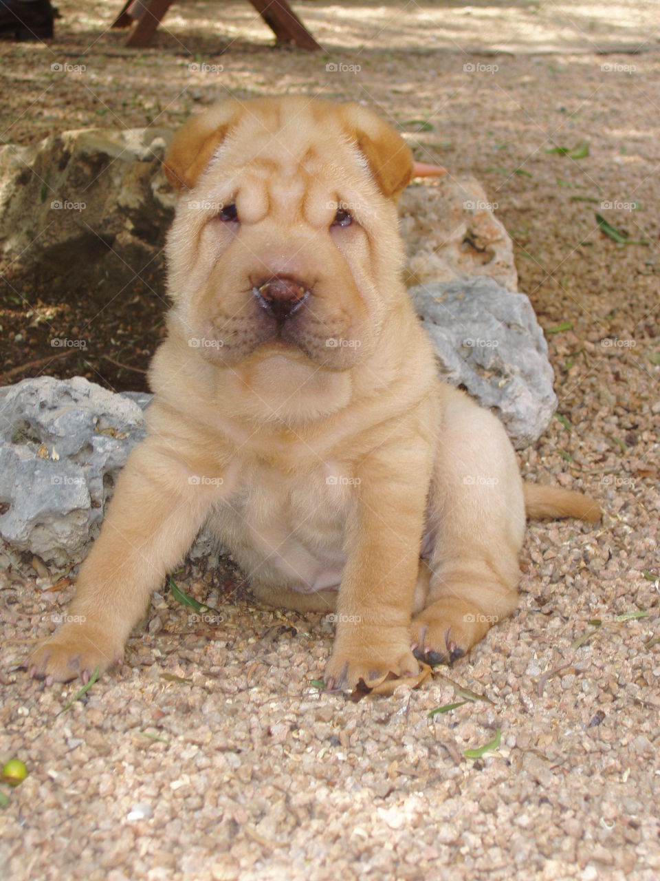 Sharpei puppy