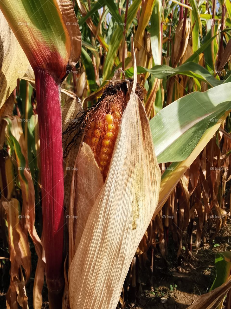 Maiskörner zeigen sich