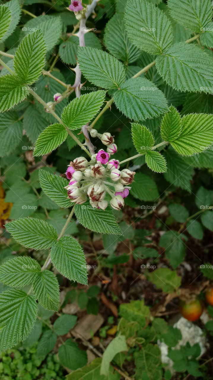 NATURE, ENVIRONMENT FRUIT Rubus niveus Thunb.